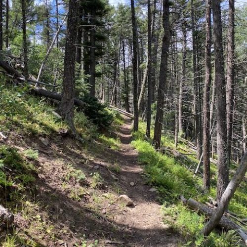 Spanish Peaks Wilderness Project - Restoration